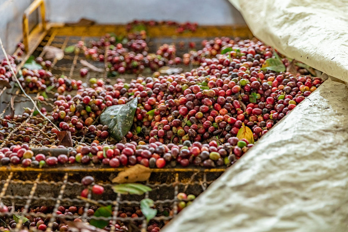 Why Single-Origin Coffee Has Become a Favorite Among Coffee Lovers